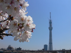 サ・ク・ラ・サ・ク