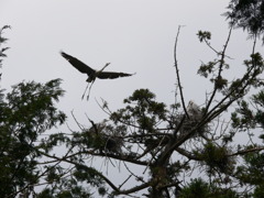 空が晴れていれば・・・