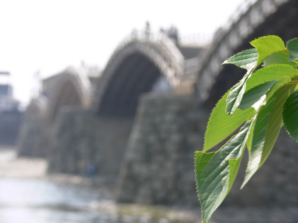 桜と錦帯橋