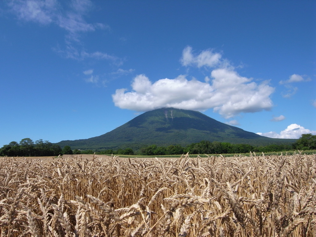 実るほど頭を垂れる麦穂かな By ルナ Id 写真共有サイト Photohito