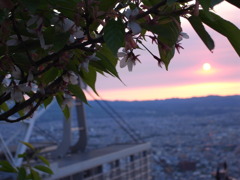 桜の夜明け