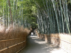 嵯峨野の竹林