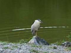 動かざるごと鳥の如し