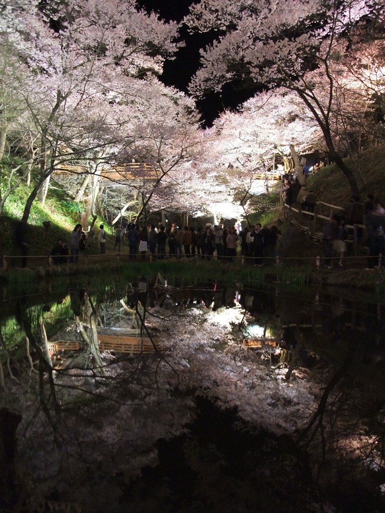 漆黒の桜