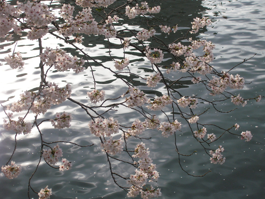 桜