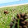 海辺のまつぼっくり