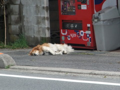 だって暑いんだもん……