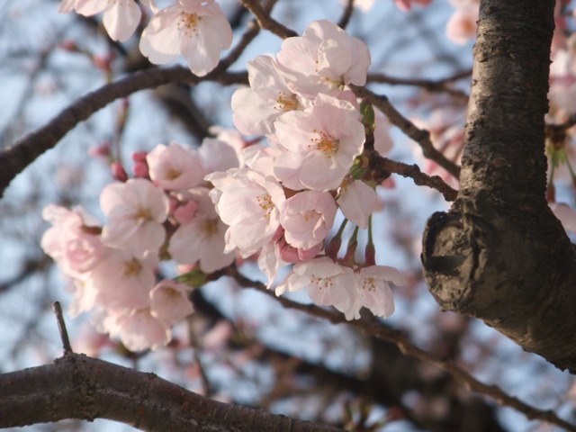 春ふわり