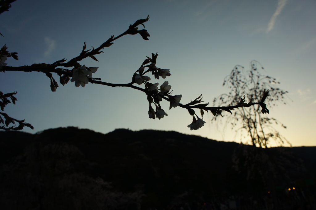 夕景の桜