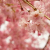 フィルター越しの桜