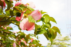 街路に咲く花