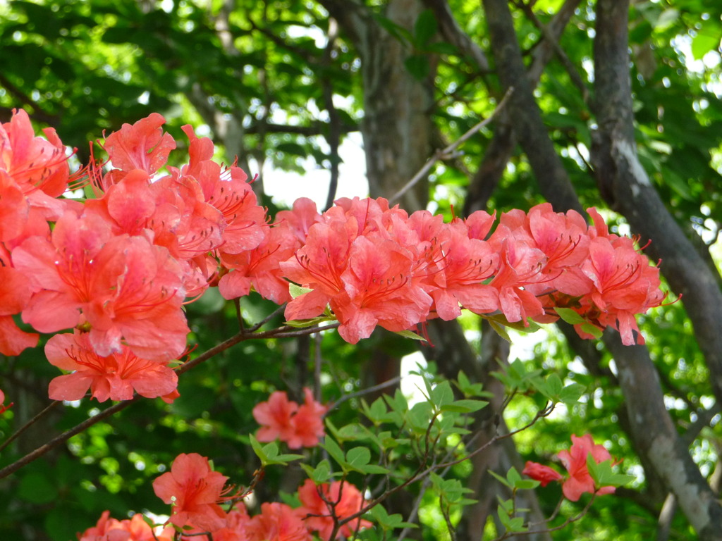 花・赤いお花