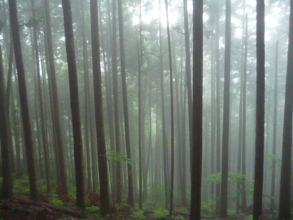 棒ノ折山 霧中