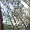 杉の木林