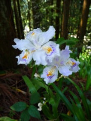 花、名前は知らない。