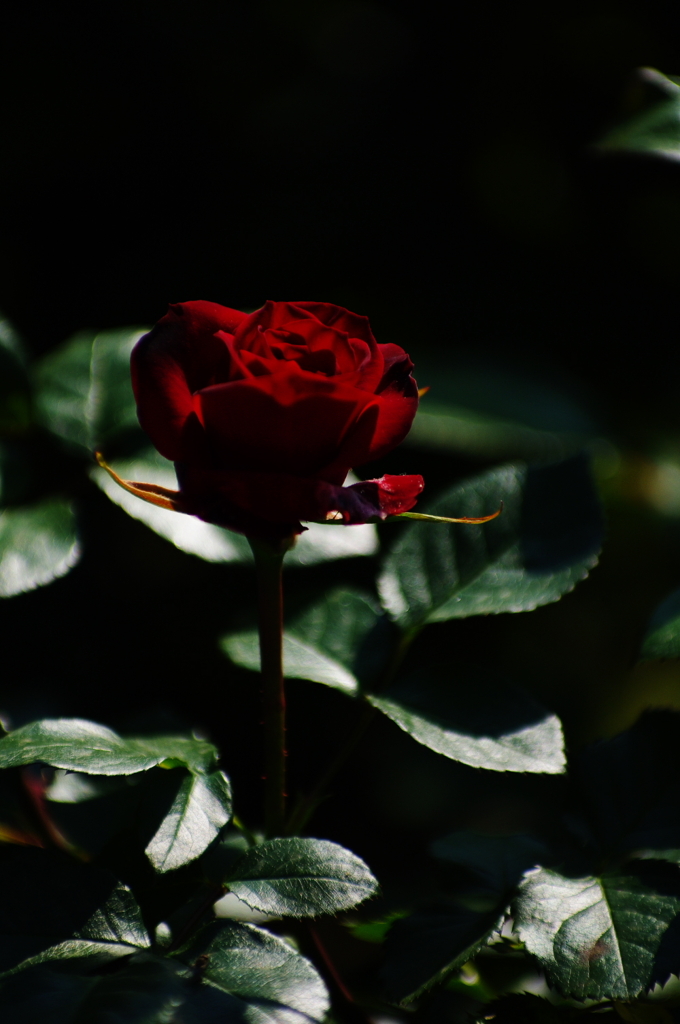 紅
