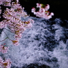 桜7