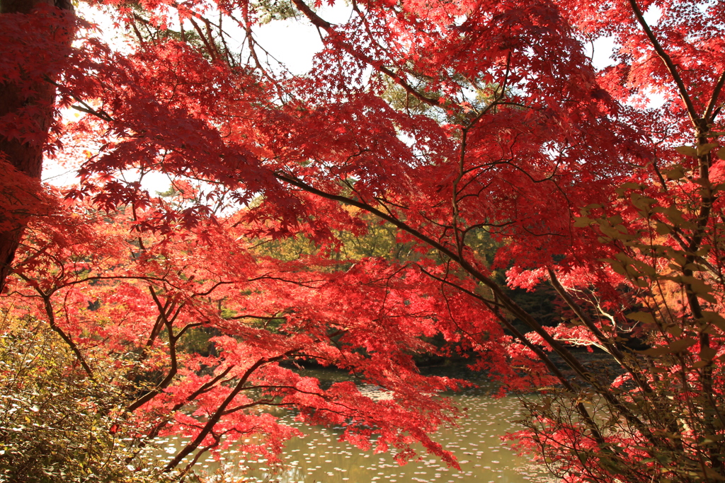 神戸市森林公園3