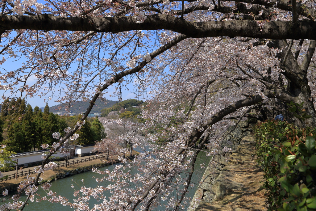 姫路城　桜　2