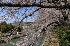 姫路城　桜　2