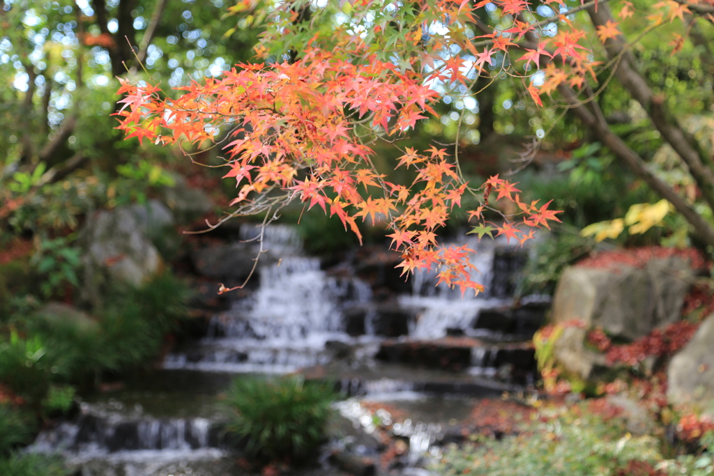 姫路・好古園1