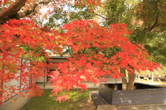 姫路・好古園4
