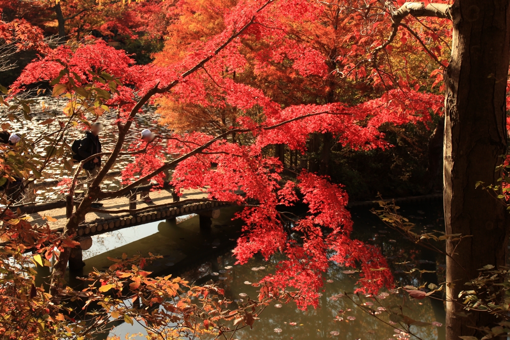 神戸市森林公園4