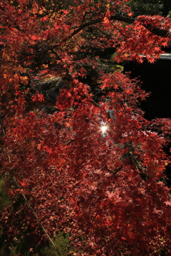 姫路・好古園5
