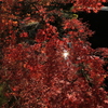 姫路・好古園5