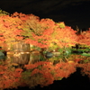 姫路好古園 ライトアップ 3