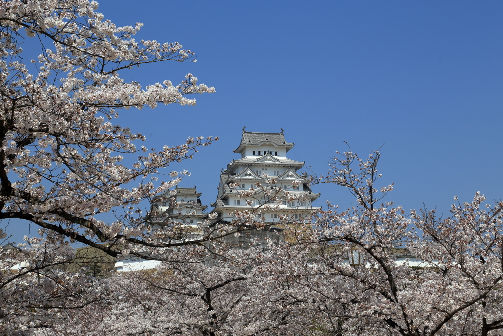 姫路城　桜　1