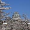 姫路城　桜　1