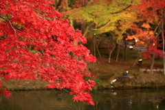 高台寺2