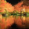姫路好古園 ライトアップ 1