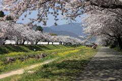 春の散歩道