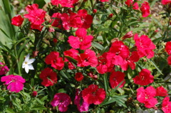 D40 020