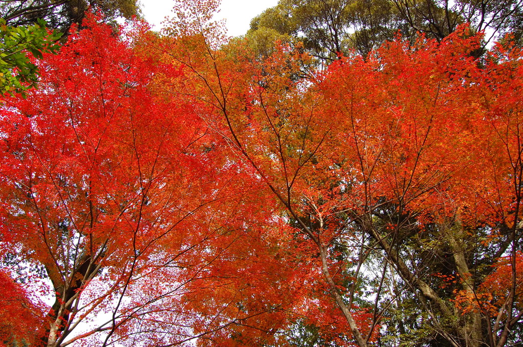 大興善寺の紅葉