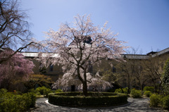 京都府庁旧本館しだれ桜