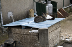 ねこいえ