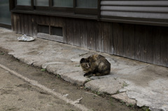 ばんねこ
