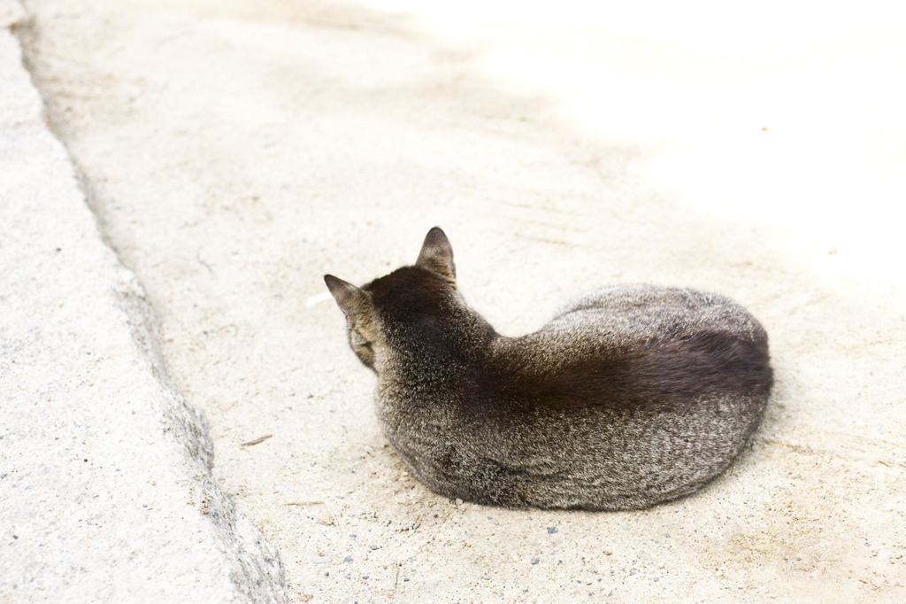 うしろねこ