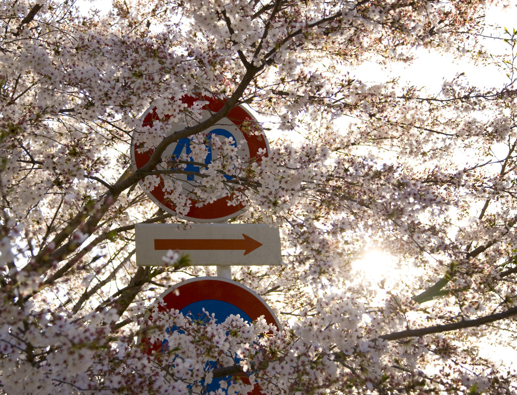 サクラ40km