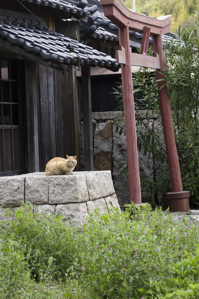 こまねこ