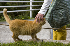 なつきねこ