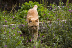 どらねこ