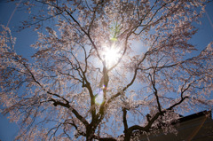 眩しさが　ちょうどいいんです。