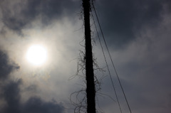 長老電柱。