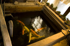 小さな部屋のきれいな魚