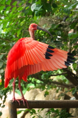 Scarlet Ibis