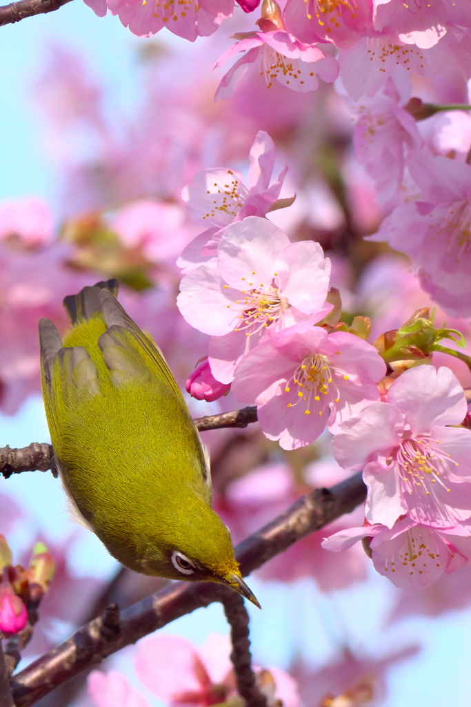 河津桜のサクジロー